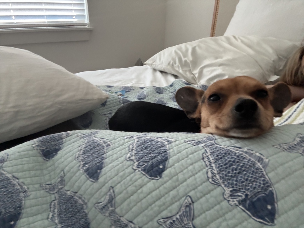 Buddy
