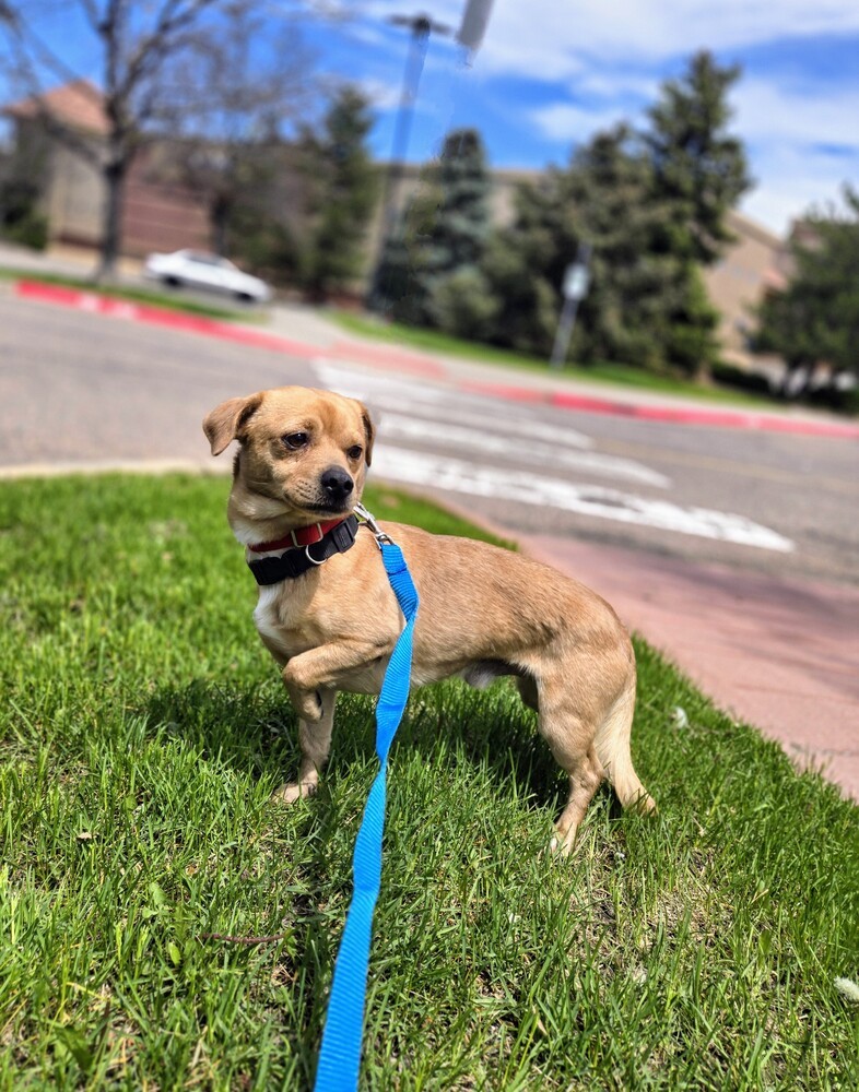 Brownie