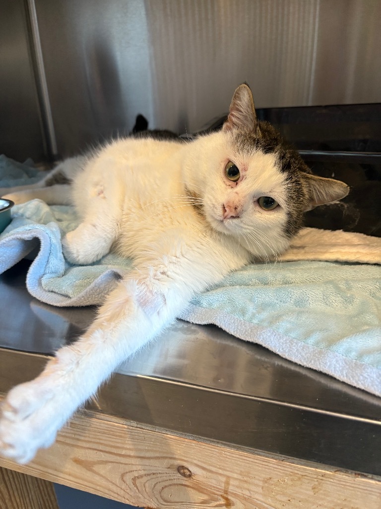 Paul, an adoptable Domestic Short Hair in Ashland, WI, 54806 | Photo Image 1