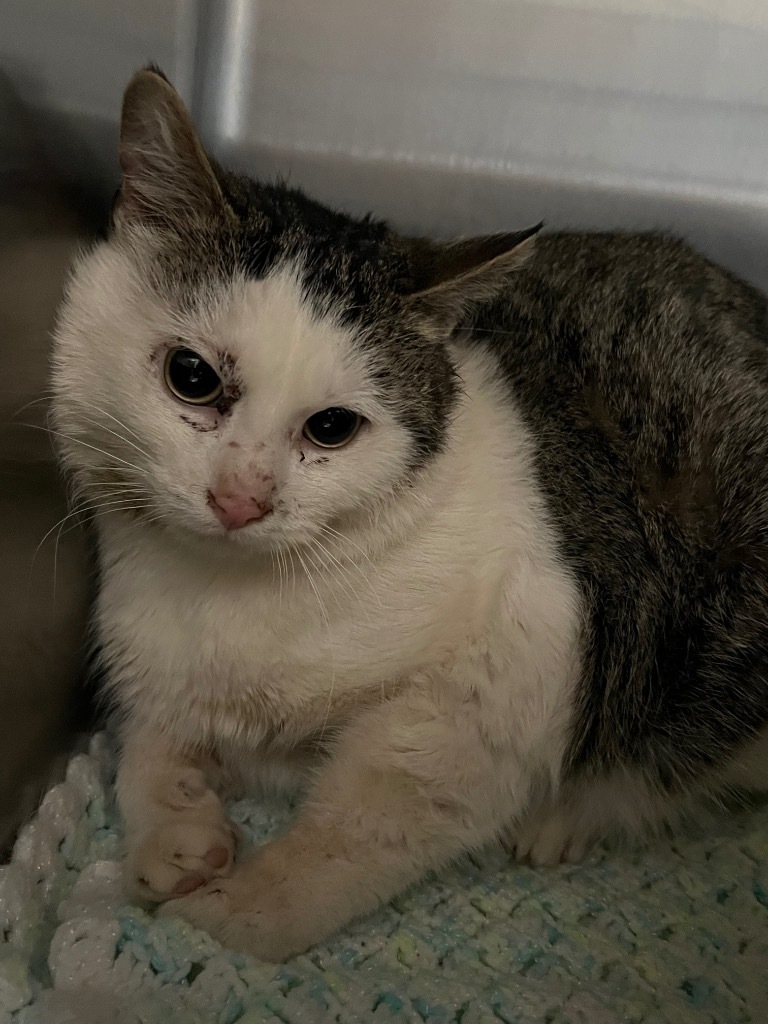 Paul, an adoptable Domestic Short Hair in Ashland, WI, 54806 | Photo Image 2