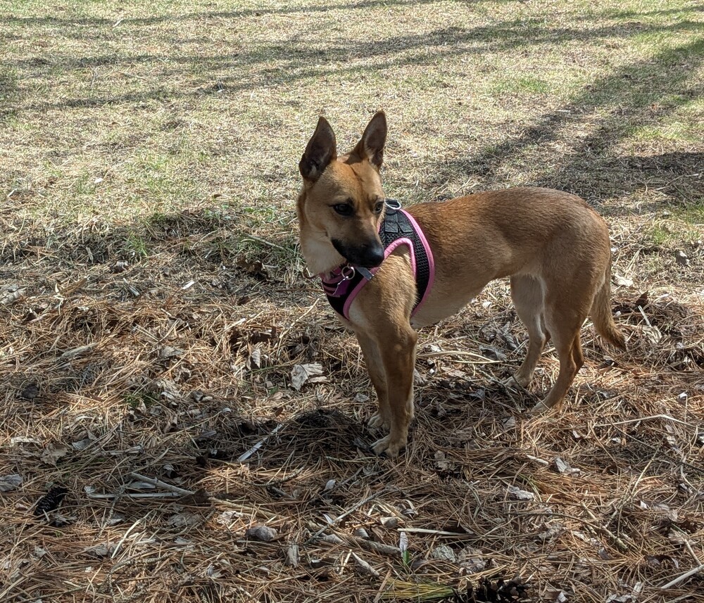 Roo Roo
