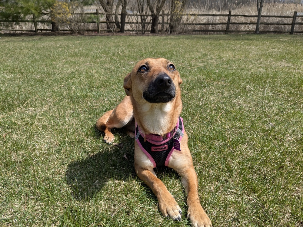 Roo Roo