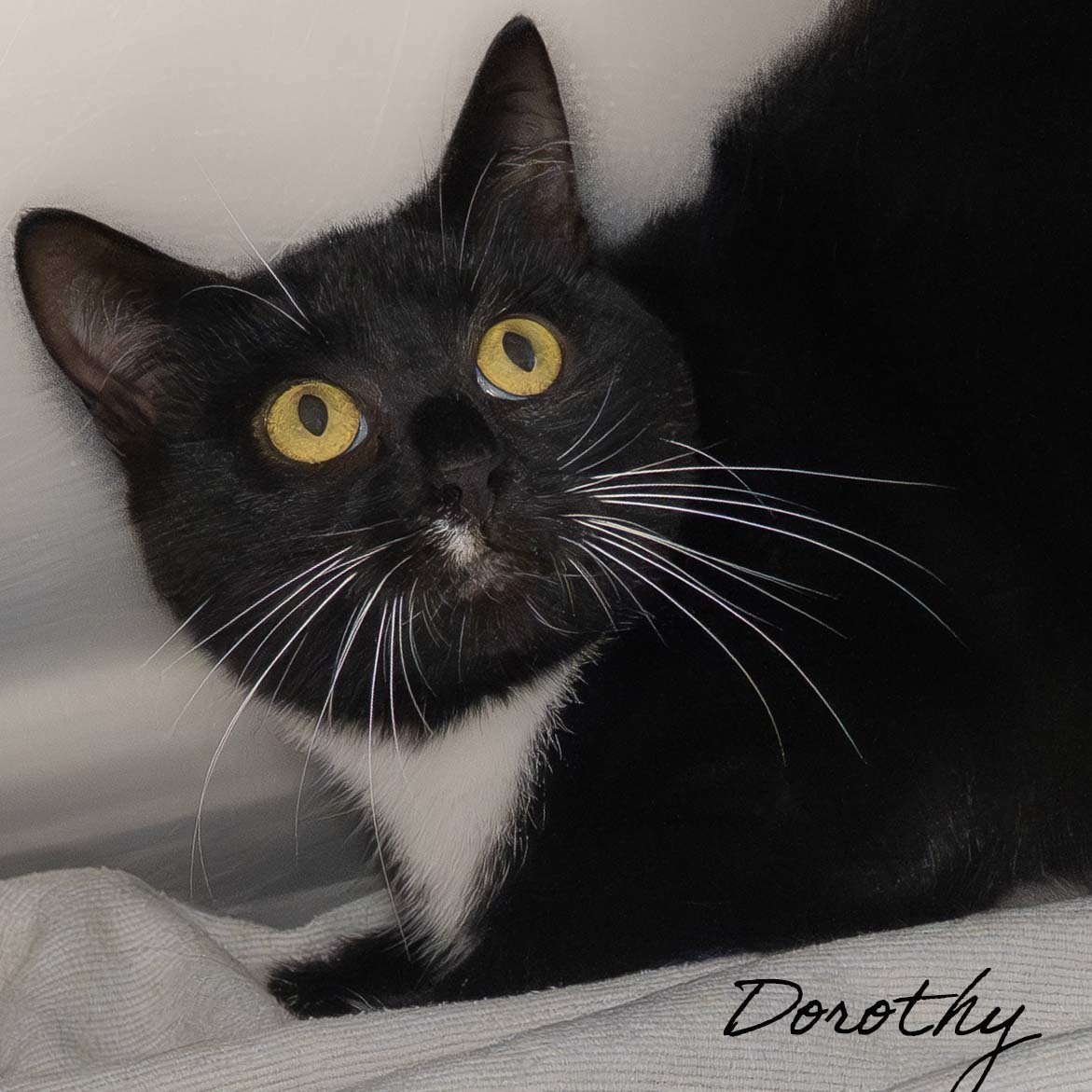 Dorothy
