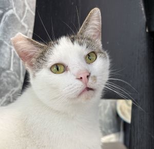 Debbie, Young Female Domestic Short Hair