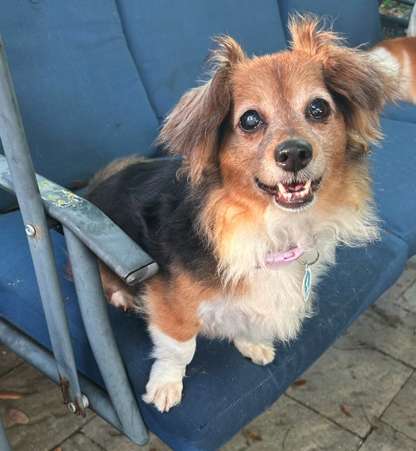 Lady (must be adopted w/Romeo)ADOPTION PENDING, an adoptable Papillon, Terrier in Osteen, FL, 32764 | Photo Image 1