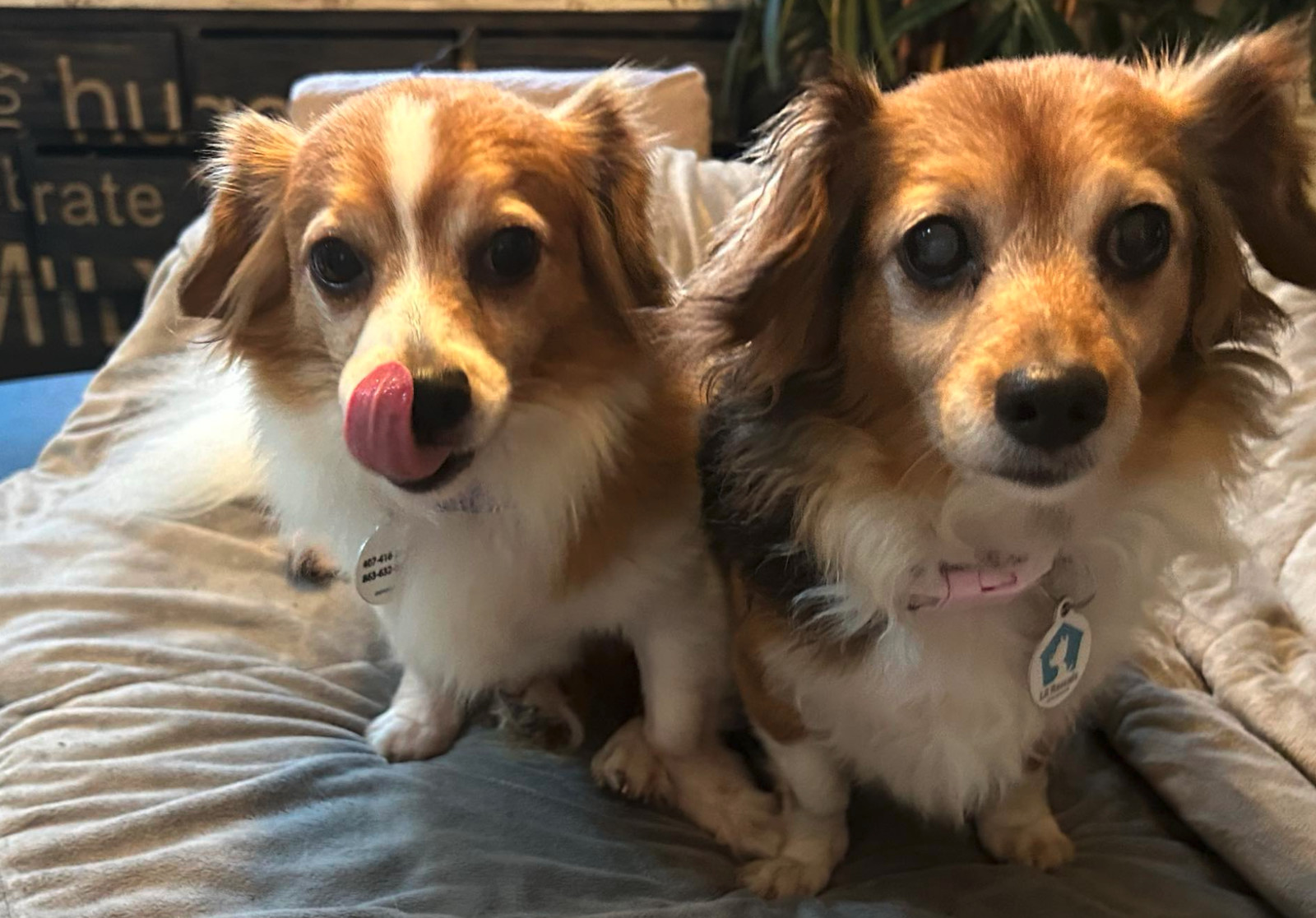 Lady (must be adopted w/Romeo)ADOPTION PENDING, an adoptable Papillon, Terrier in Osteen, FL, 32764 | Photo Image 2