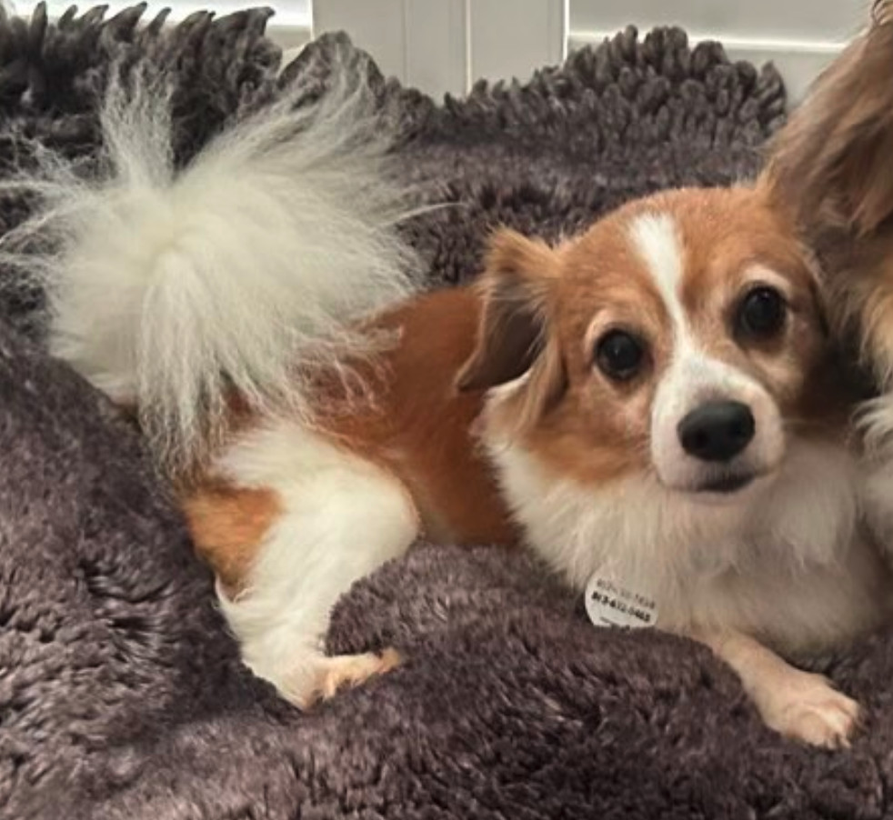 Romeo (must be adopted w/ Lady)ADOPTION PENDING, an adoptable Papillon, Terrier in Osteen, FL, 32764 | Photo Image 1