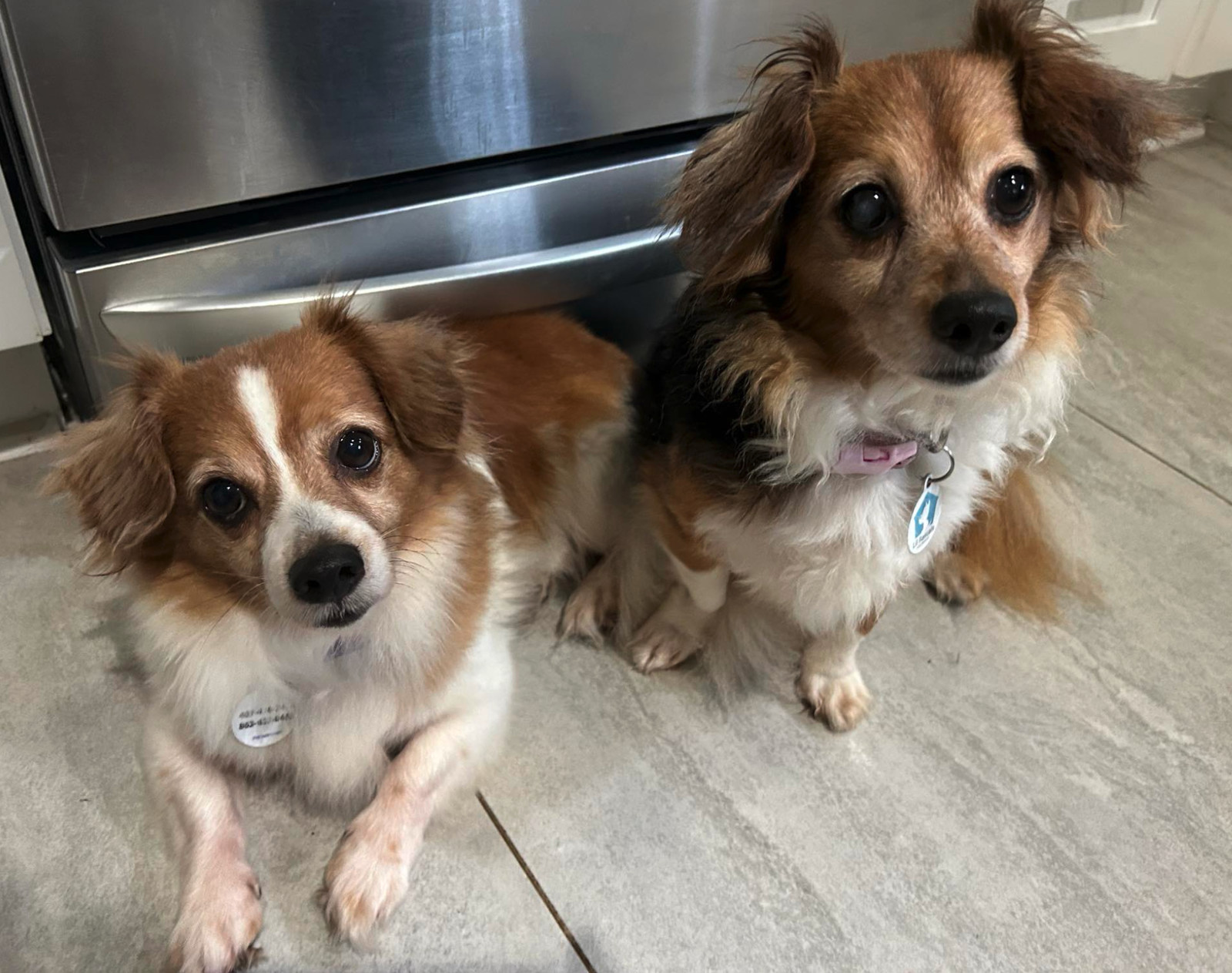 Romeo (must be adopted w/ Lady)ADOPTION PENDING, an adoptable Papillon, Terrier in Osteen, FL, 32764 | Photo Image 2