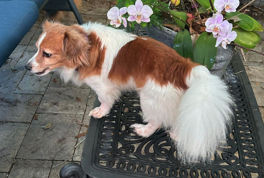 Romeo (must be adopted w/ Lady)ADOPTION PENDING, an adoptable Papillon, Terrier in Osteen, FL, 32764 | Photo Image 3