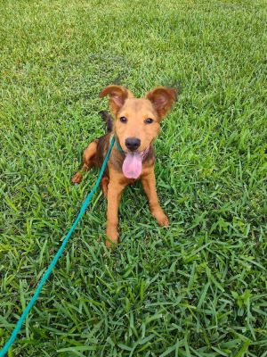 You can fill out an adoption application online on our official websitePuffTX is a female Chow Ch