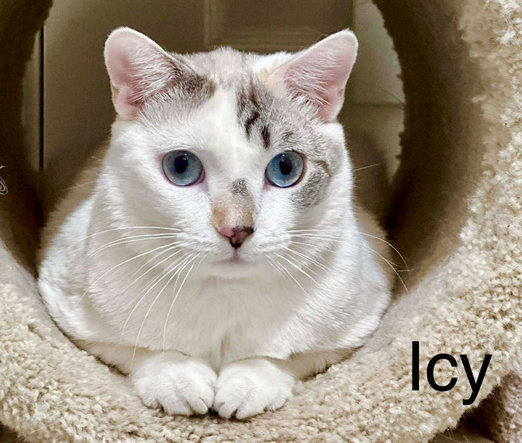 Icey, an adoptable Snowshoe, Domestic Short Hair in Saint George, UT, 84790 | Photo Image 1