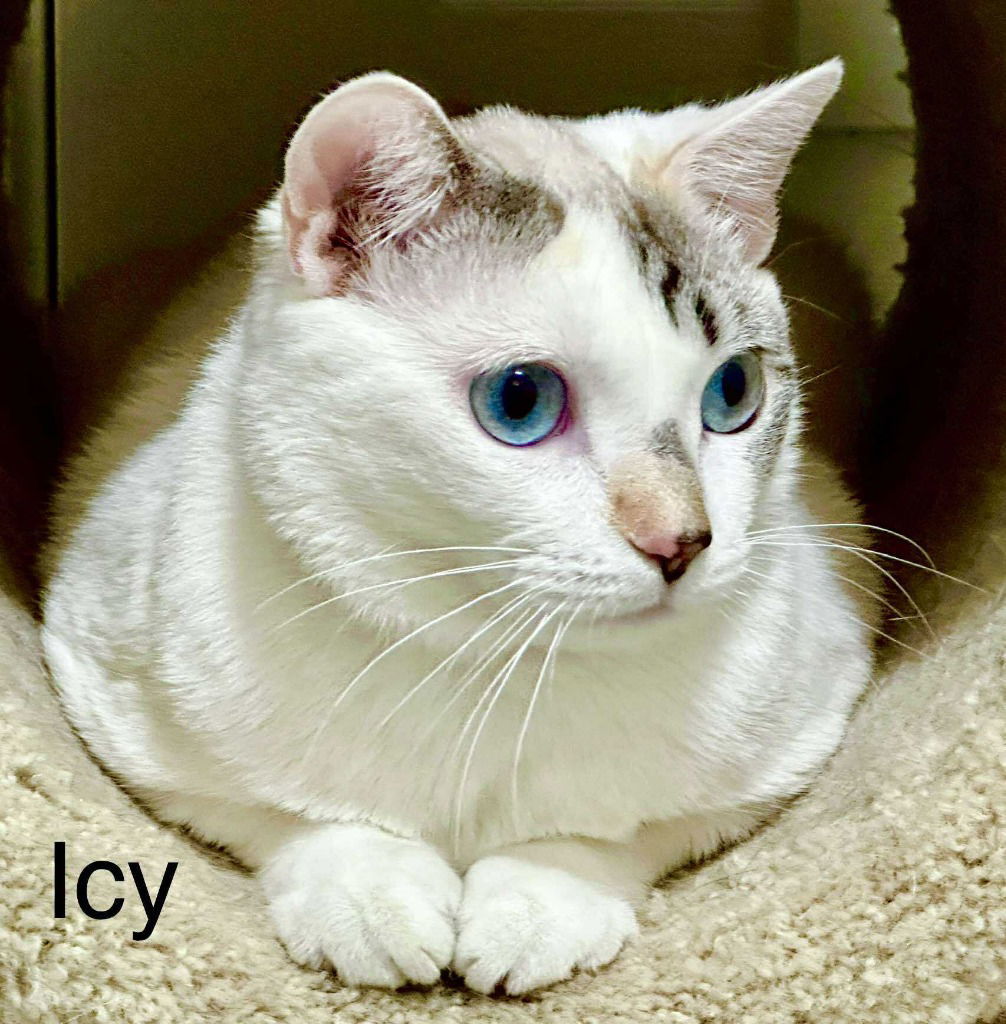 Icey, an adoptable Snowshoe, Domestic Short Hair in Saint George, UT, 84790 | Photo Image 2