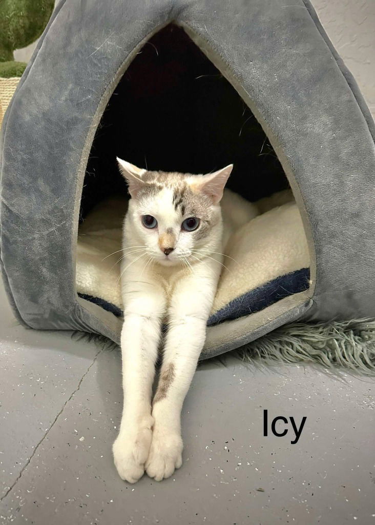 Icey, an adoptable Snowshoe, Domestic Short Hair in Saint George, UT, 84790 | Photo Image 3