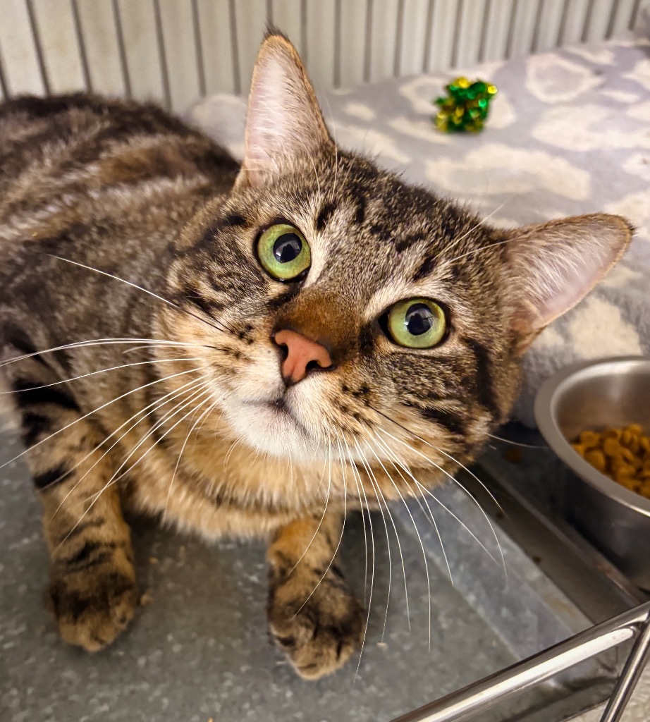 Carl Fredricksen, an adoptable Domestic Short Hair in Rock Springs, WY, 82901 | Photo Image 1