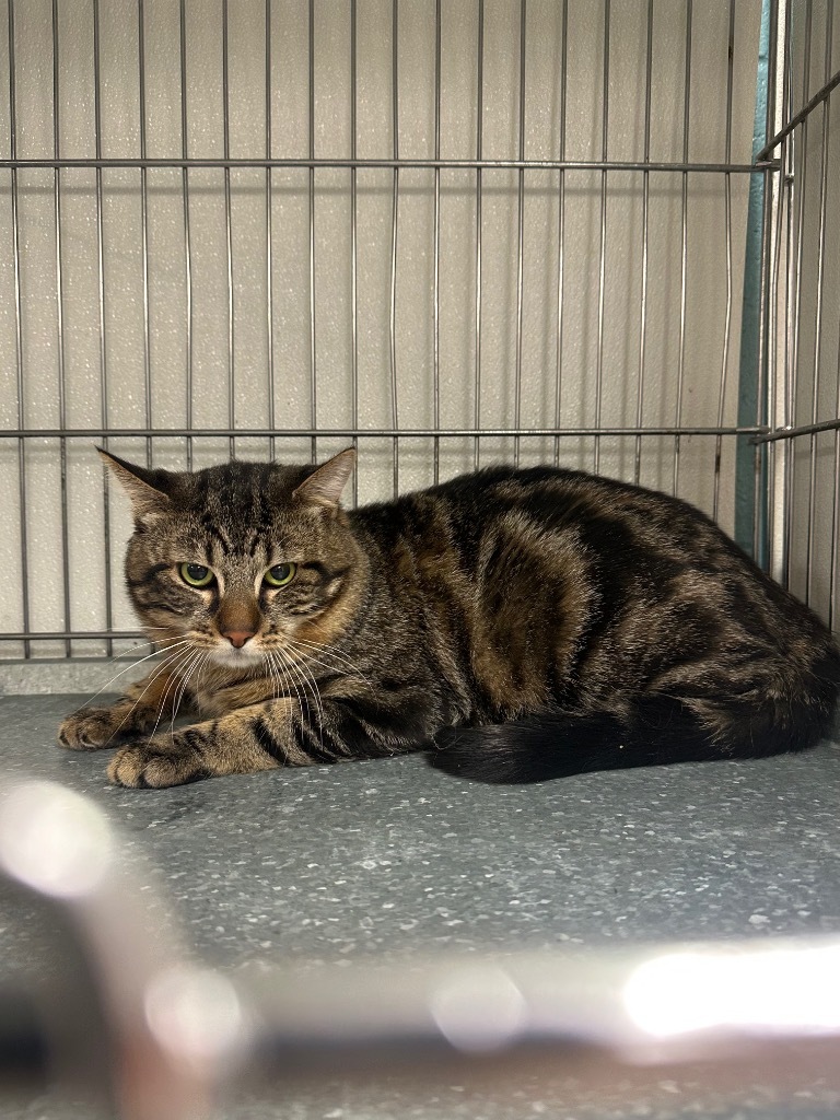 Carl Fredricksen, an adoptable Domestic Short Hair in Rock Springs, WY, 82901 | Photo Image 2