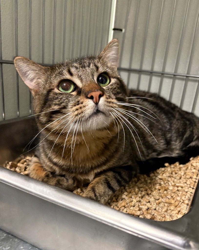 Carl Fredricksen, an adoptable Domestic Short Hair in Rock Springs, WY, 82901 | Photo Image 3