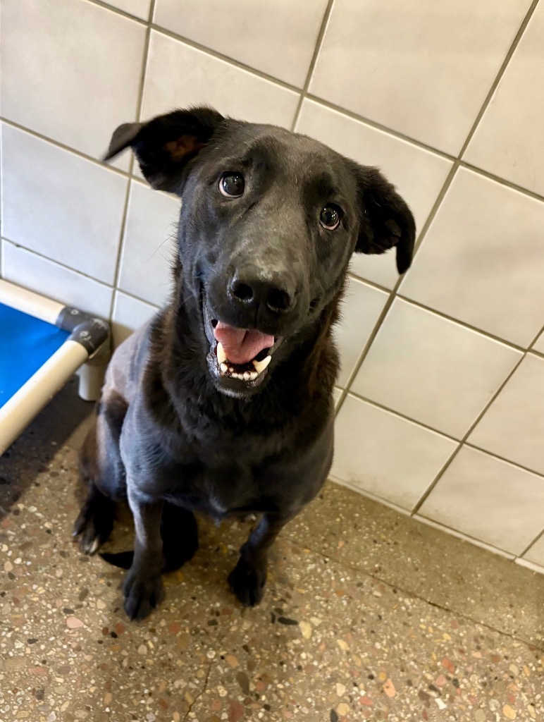 Robin, an adoptable Labrador Retriever, Mixed Breed in Rock Springs, WY, 82901 | Photo Image 1