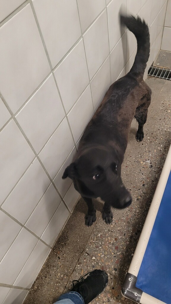 Robin, an adoptable Labrador Retriever, Mixed Breed in Rock Springs, WY, 82901 | Photo Image 2