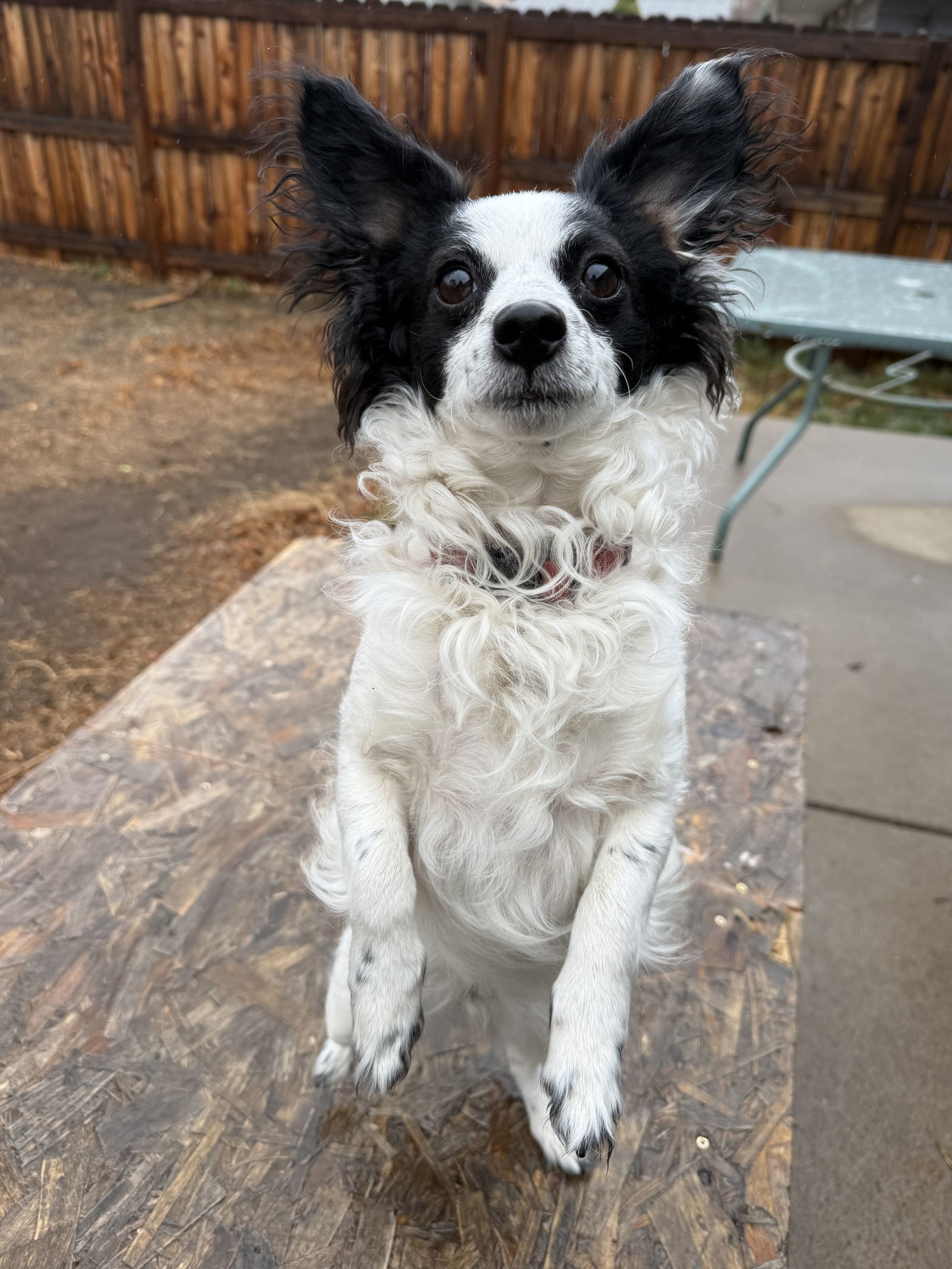 Tsukki, an adoptable Papillon in Fort Collins, CO, 80524 | Photo Image 1