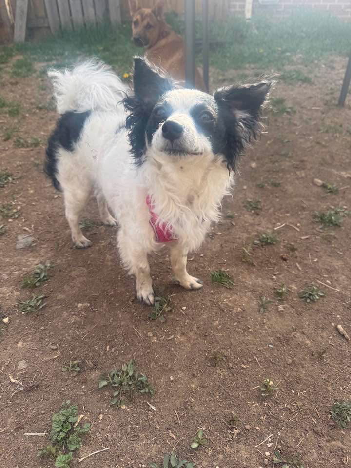 Tsukki, an adoptable Papillon in Fort Collins, CO, 80524 | Photo Image 1