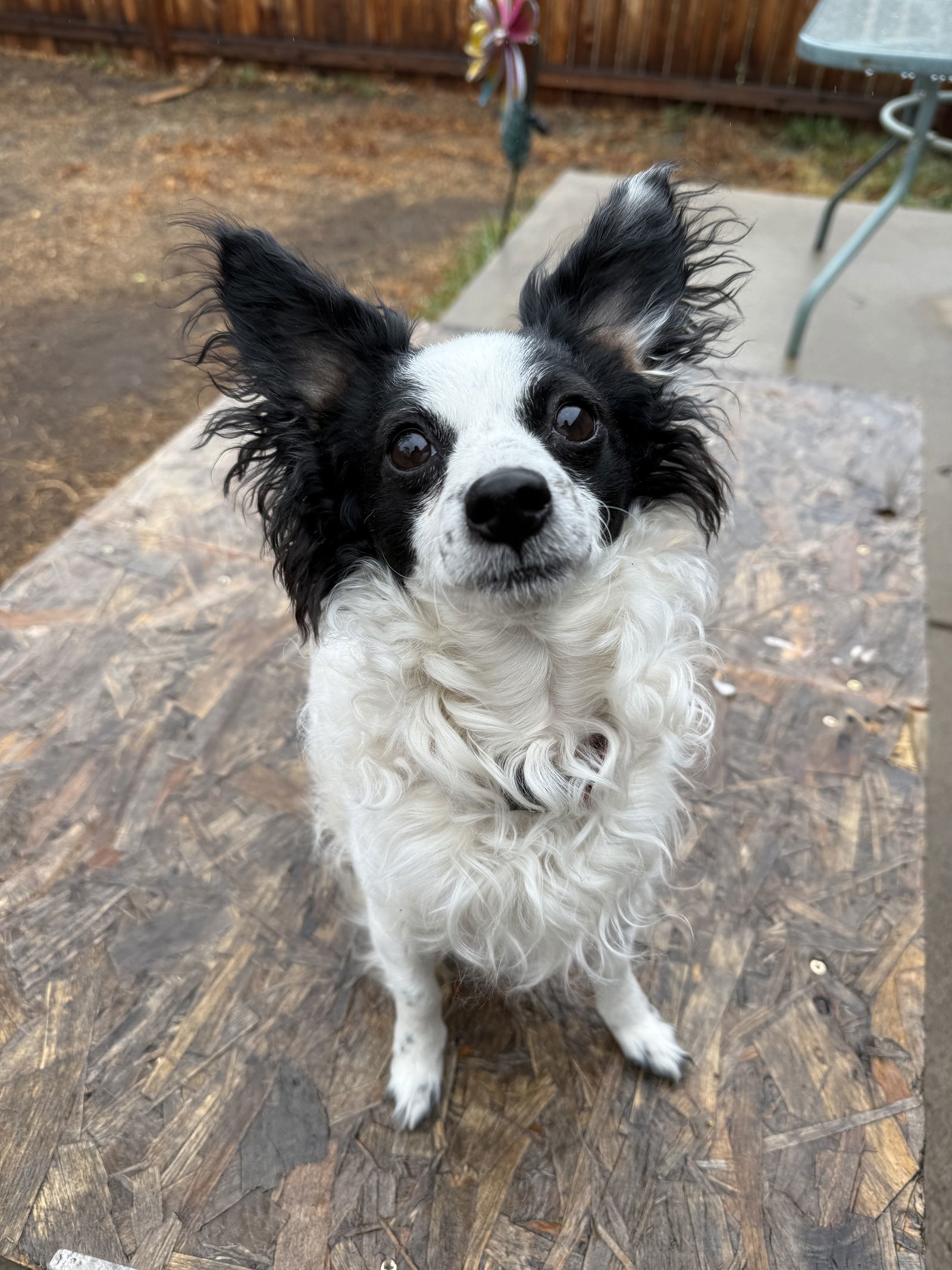 Tsukki, an adoptable Papillon in Fort Collins, CO, 80524 | Photo Image 2