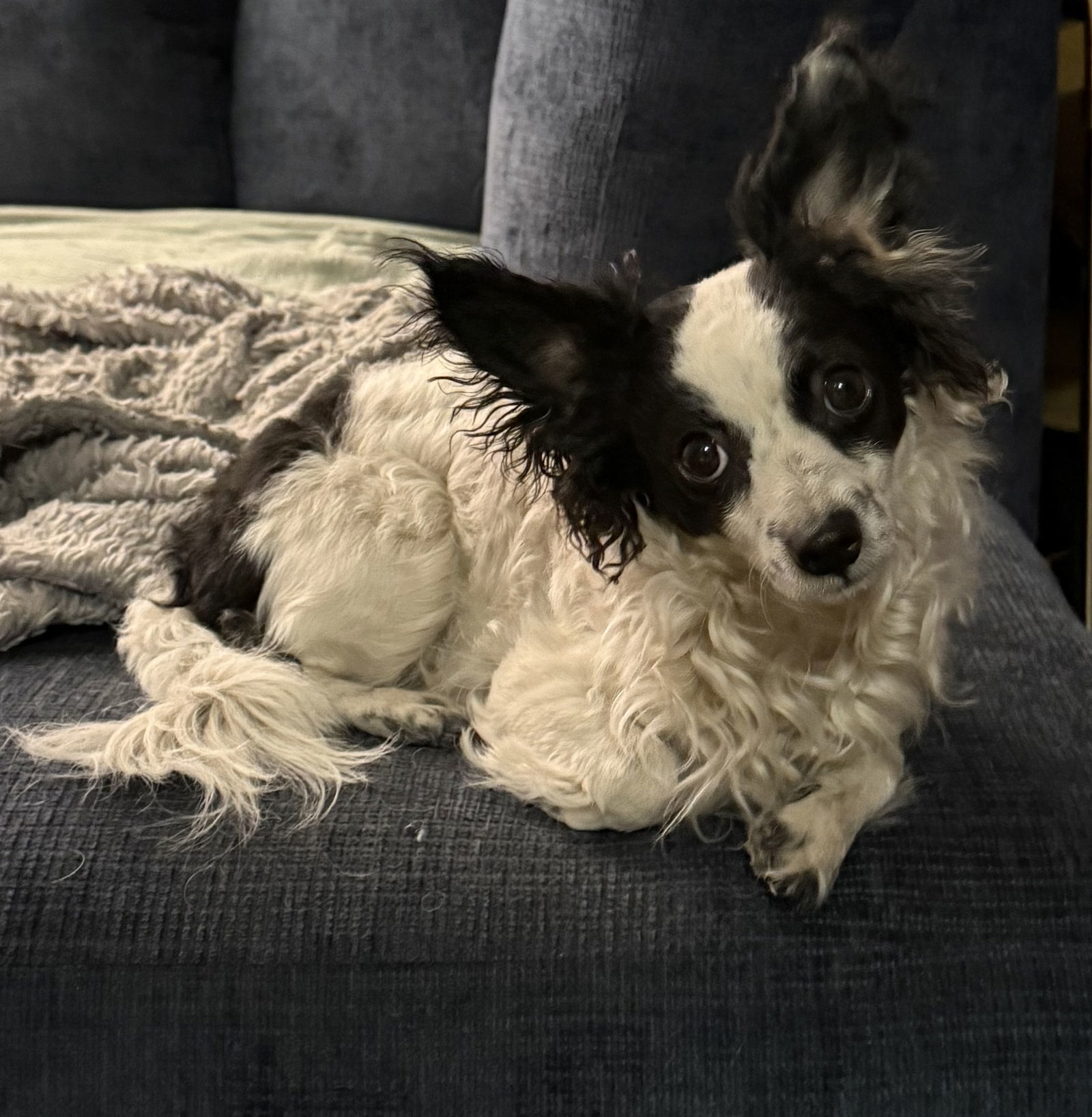 Tsukki, an adoptable Papillon in Fort Collins, CO, 80524 | Photo Image 3