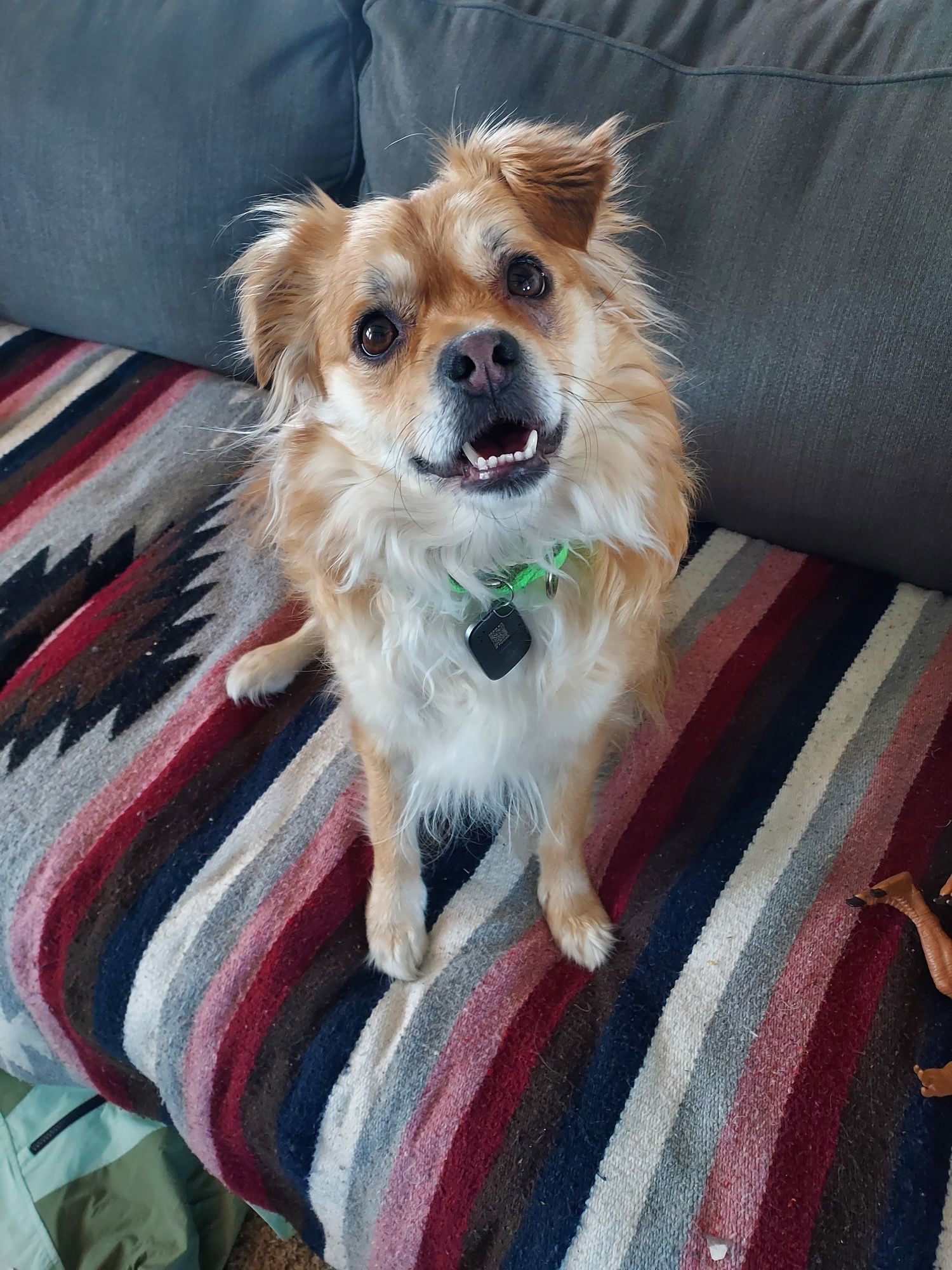 French Fry