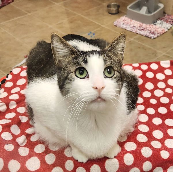 Cosmo, an adoptable Domestic Short Hair in Duluth, MN, 55802 | Photo Image 1