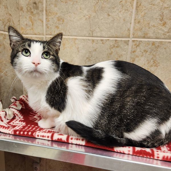 Cosmo, an adoptable Domestic Short Hair in Duluth, MN, 55802 | Photo Image 1