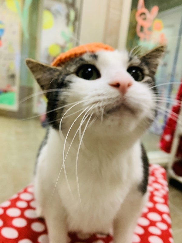 Cosmo, an adoptable Domestic Short Hair in Duluth, MN, 55802 | Photo Image 2