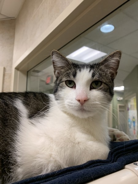 Cosmo, an adoptable Domestic Short Hair in Duluth, MN, 55802 | Photo Image 2