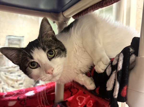 Cosmo, an adoptable Domestic Short Hair in Duluth, MN, 55802 | Photo Image 3
