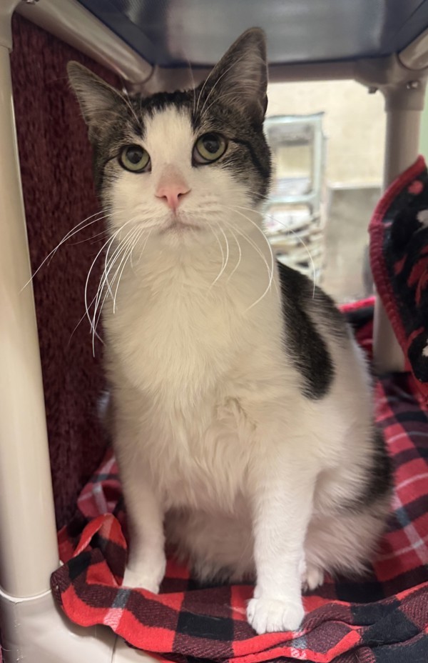 Cosmo, an adoptable Domestic Short Hair in Duluth, MN, 55802 | Photo Image 4