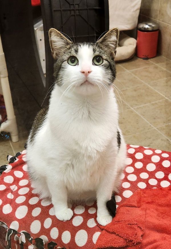 Cosmo, an adoptable Domestic Short Hair in Duluth, MN, 55802 | Photo Image 4