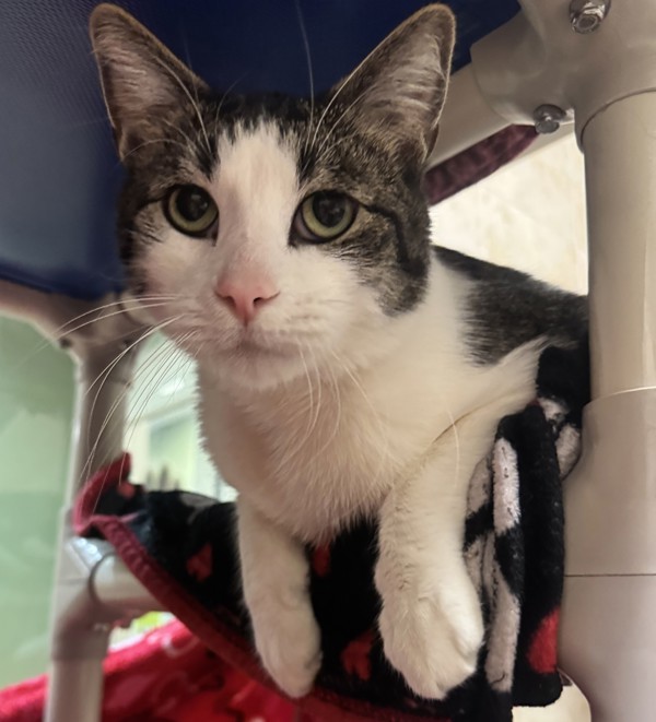 Cosmo, an adoptable Domestic Short Hair in Duluth, MN, 55802 | Photo Image 5