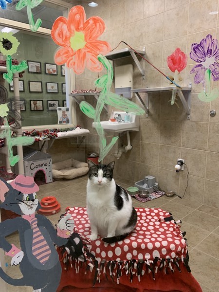 Cosmo, an adoptable Domestic Short Hair in Duluth, MN, 55802 | Photo Image 5