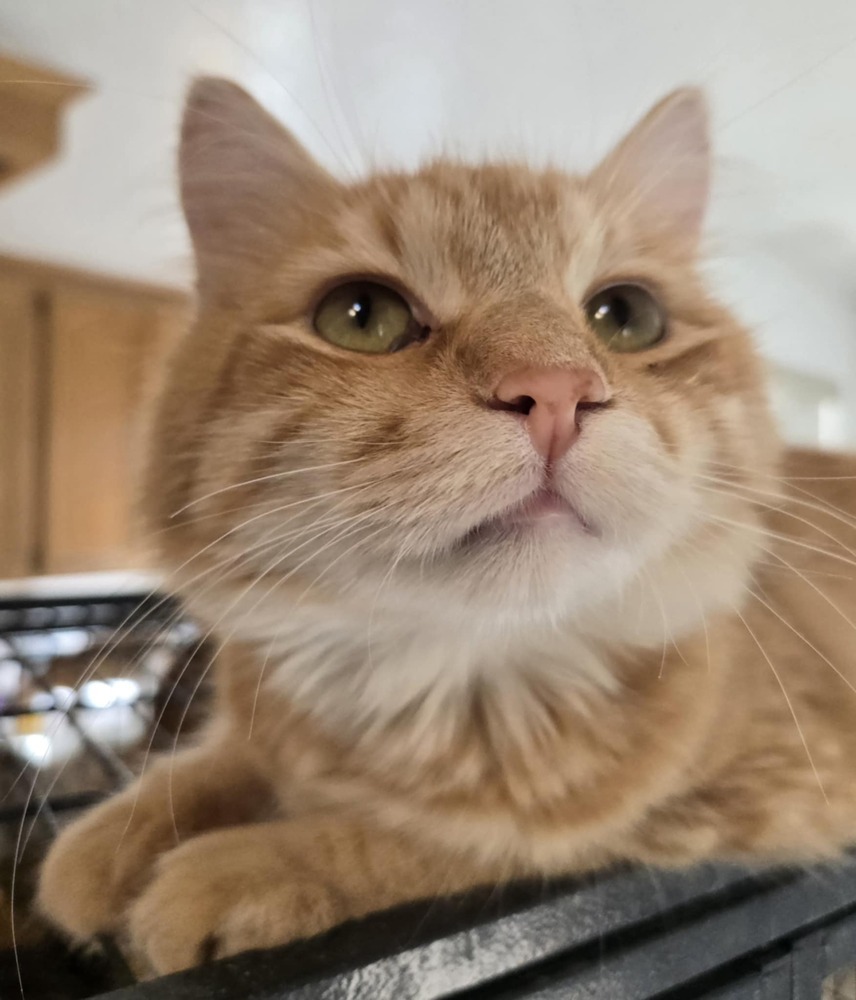 Blaze, an adoptable Domestic Medium Hair in Salinas, CA, 93905 | Photo Image 1