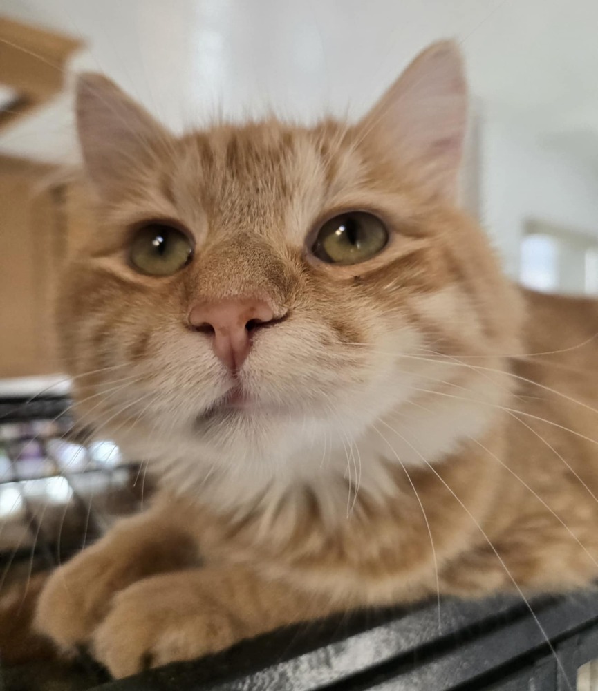 Blaze, an adoptable Domestic Medium Hair in Salinas, CA, 93905 | Photo Image 2