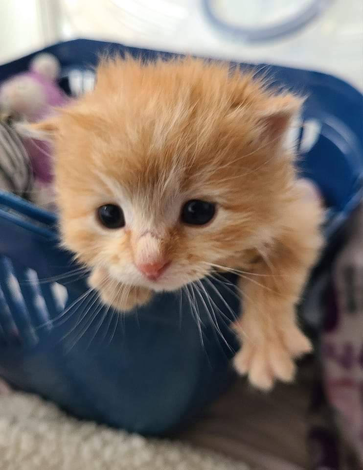 Blaze, an adoptable Domestic Medium Hair in Salinas, CA, 93905 | Photo Image 3