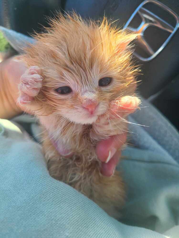 Blaze, an adoptable Domestic Medium Hair in Salinas, CA, 93905 | Photo Image 4