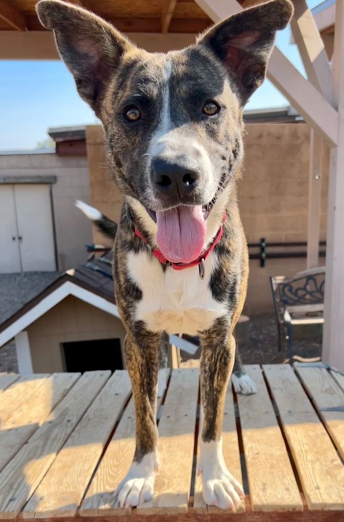 Legion, an adoptable Mountain Cur, Labrador Retriever in Cottonwood, AZ, 86326 | Photo Image 1