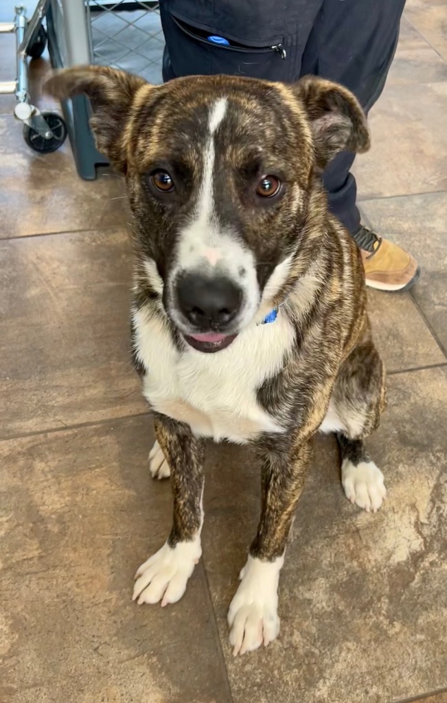 Legion, an adoptable Mountain Cur, Labrador Retriever in Cottonwood, AZ, 86326 | Photo Image 2