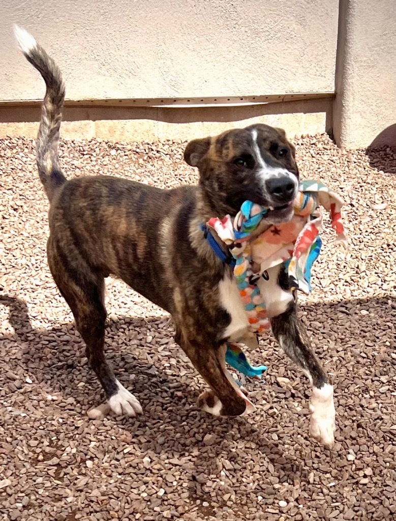 Legion, an adoptable Mountain Cur, Labrador Retriever in Cottonwood, AZ, 86326 | Photo Image 3