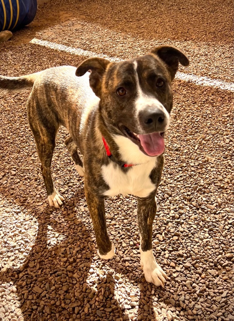 Legion, an adoptable Mountain Cur, Labrador Retriever in Cottonwood, AZ, 86326 | Photo Image 4