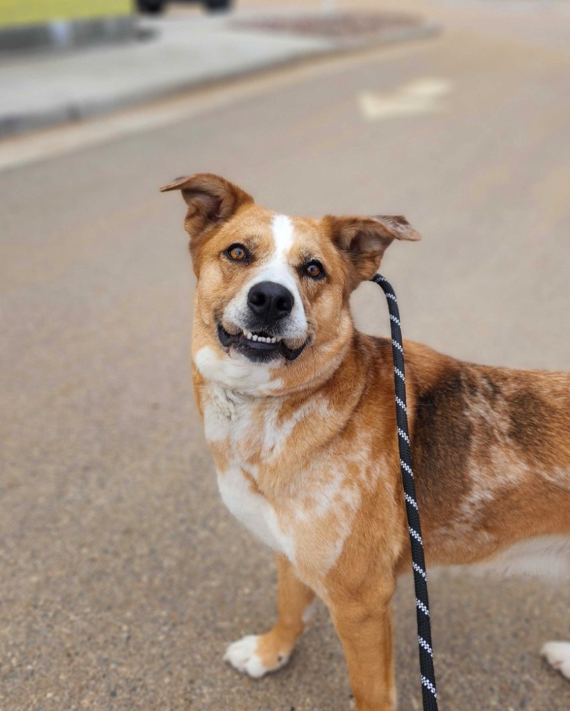 Yotee, an adoptable Mixed Breed in Minot, ND, 58702 | Photo Image 1
