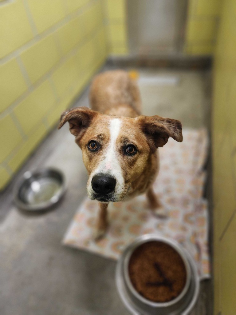Yotee, an adoptable Mixed Breed in Minot, ND, 58702 | Photo Image 2