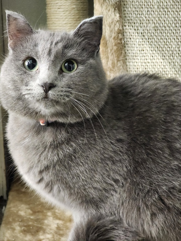 Mac (O2), an adoptable Domestic Short Hair in Minot, ND, 58701 | Photo Image 1