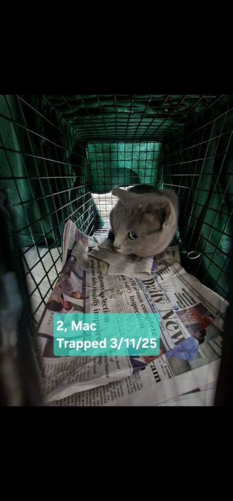 Mac (O2), an adoptable Domestic Short Hair in Minot, ND, 58701 | Photo Image 2