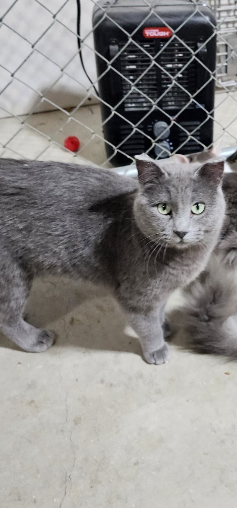Mac (O2), an adoptable Domestic Short Hair in Minot, ND, 58701 | Photo Image 4