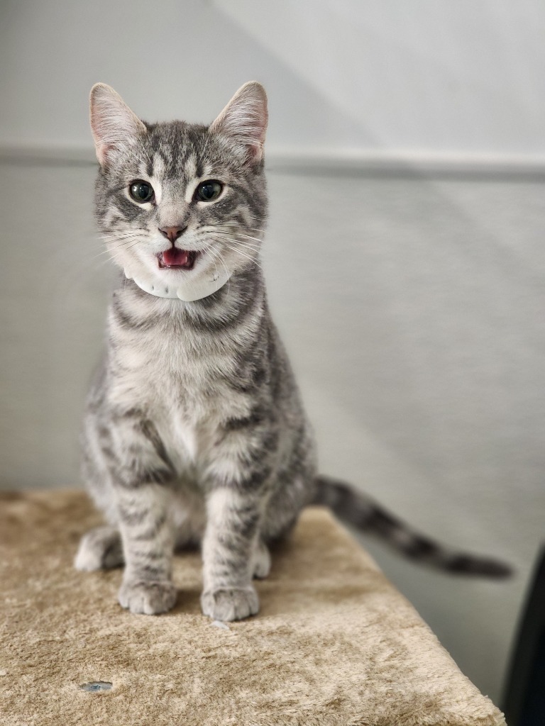 Baby (O16), an adoptable Domestic Short Hair in Minot, ND, 58701 | Photo Image 1